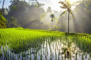 Traumhafte Reisfelder um Udud