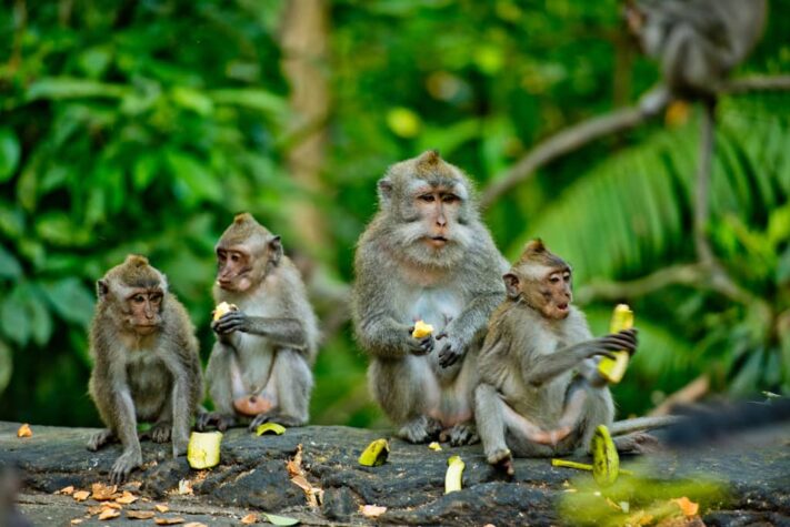 Beliebt bei Jung & Alt: Der Monkey Forrest in Ubud
