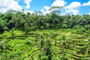 Entdecken Sie die wunderschönen Reisterrassen Balis