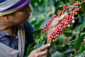 Besuch von Kaffeplantagen in Kalibaru